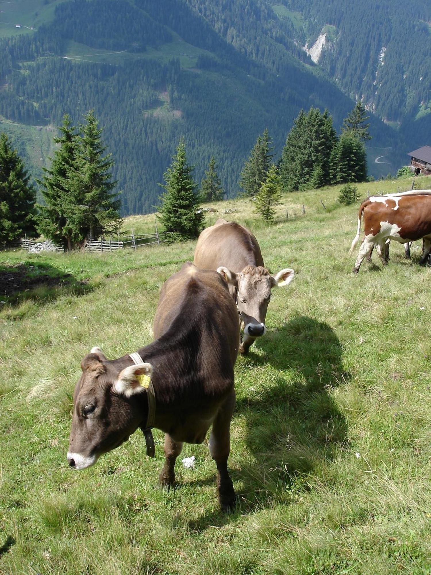 Farm Resort Geislerhof Gerlos Eksteriør billede